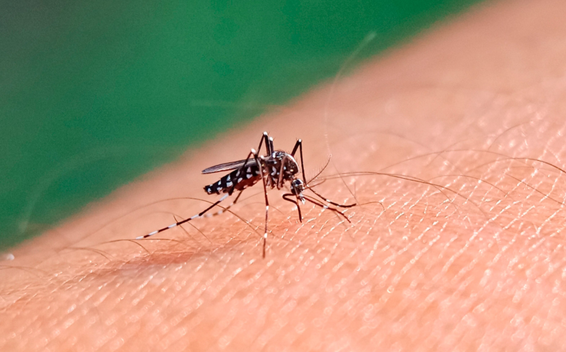 dengue